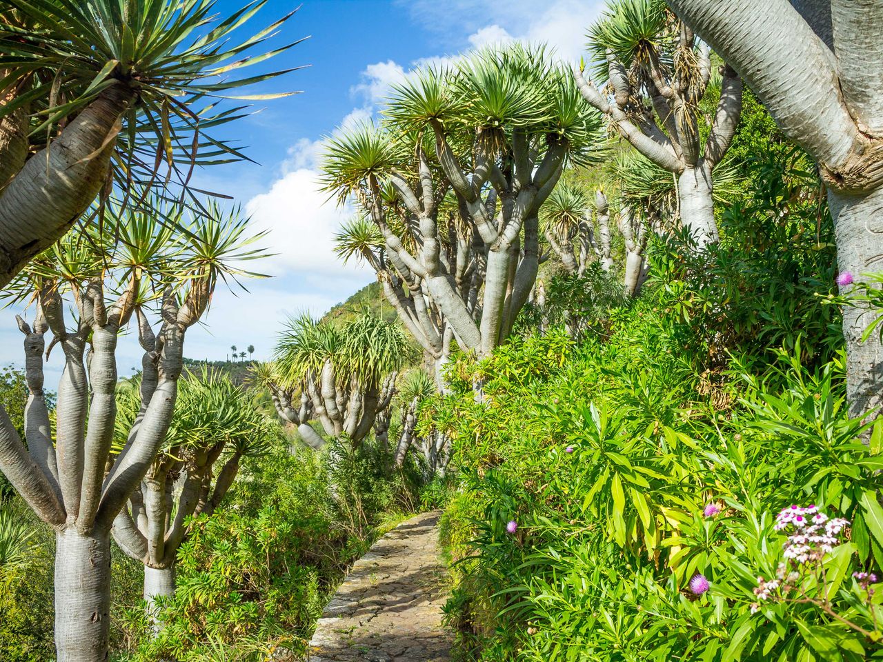 Jardín Canario, Botanischer Garten auf Gran Canaria