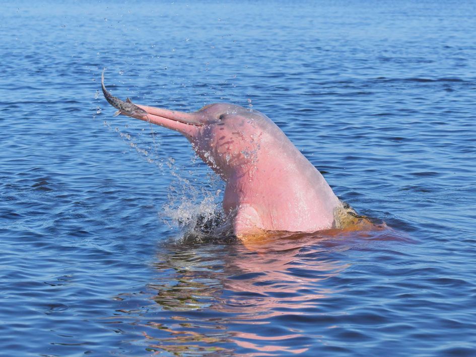 Manaus, rosa Flussdelfine im Amazonas
