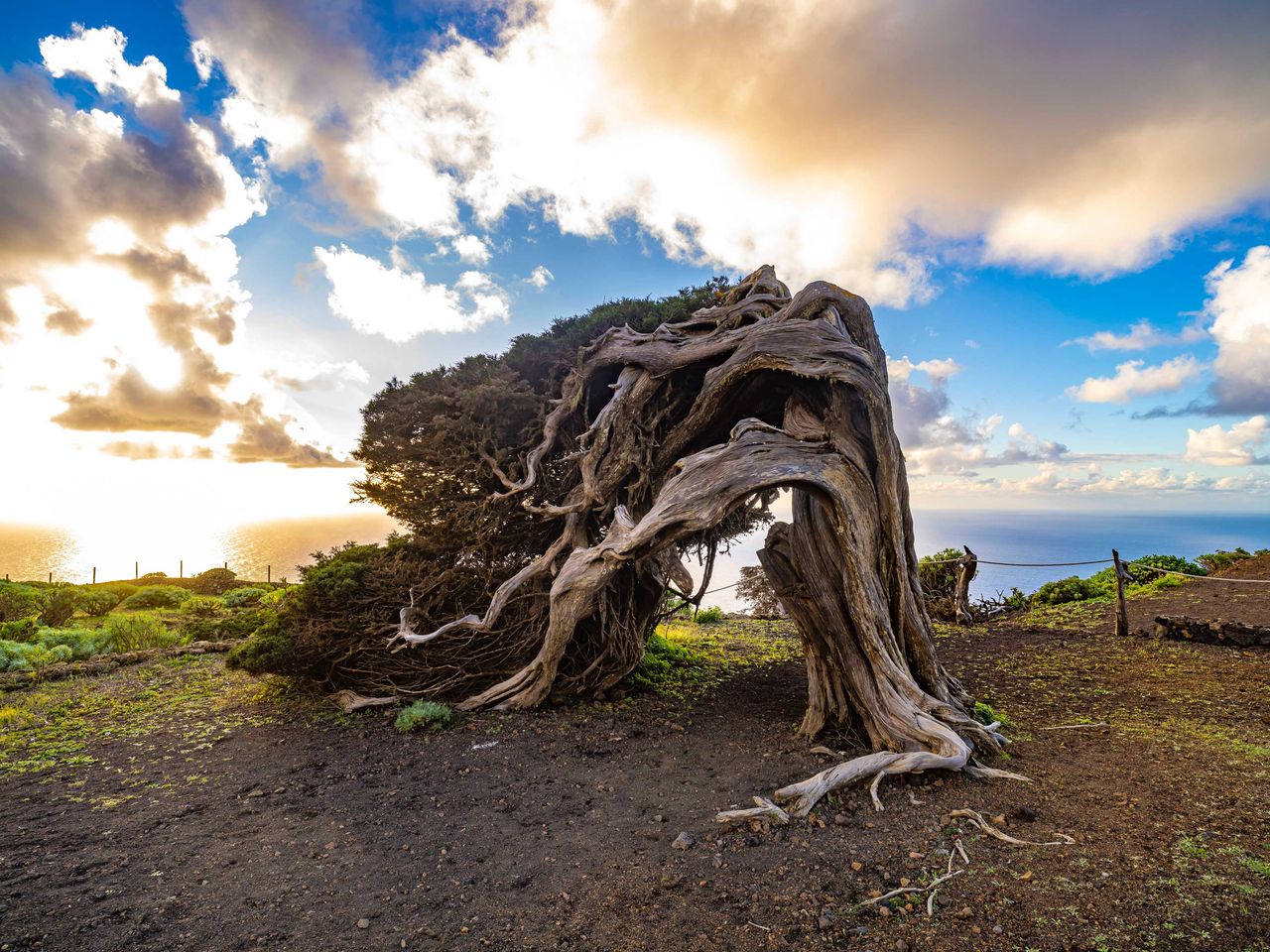 gekrümmter Wacholderbaum, El Sabinar de La Dehesa, El Hierro