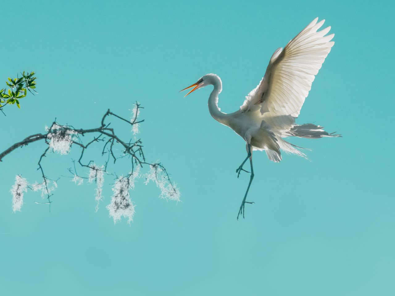 Silberreiher, Fenqiang Liu, World Nature Photography Awards