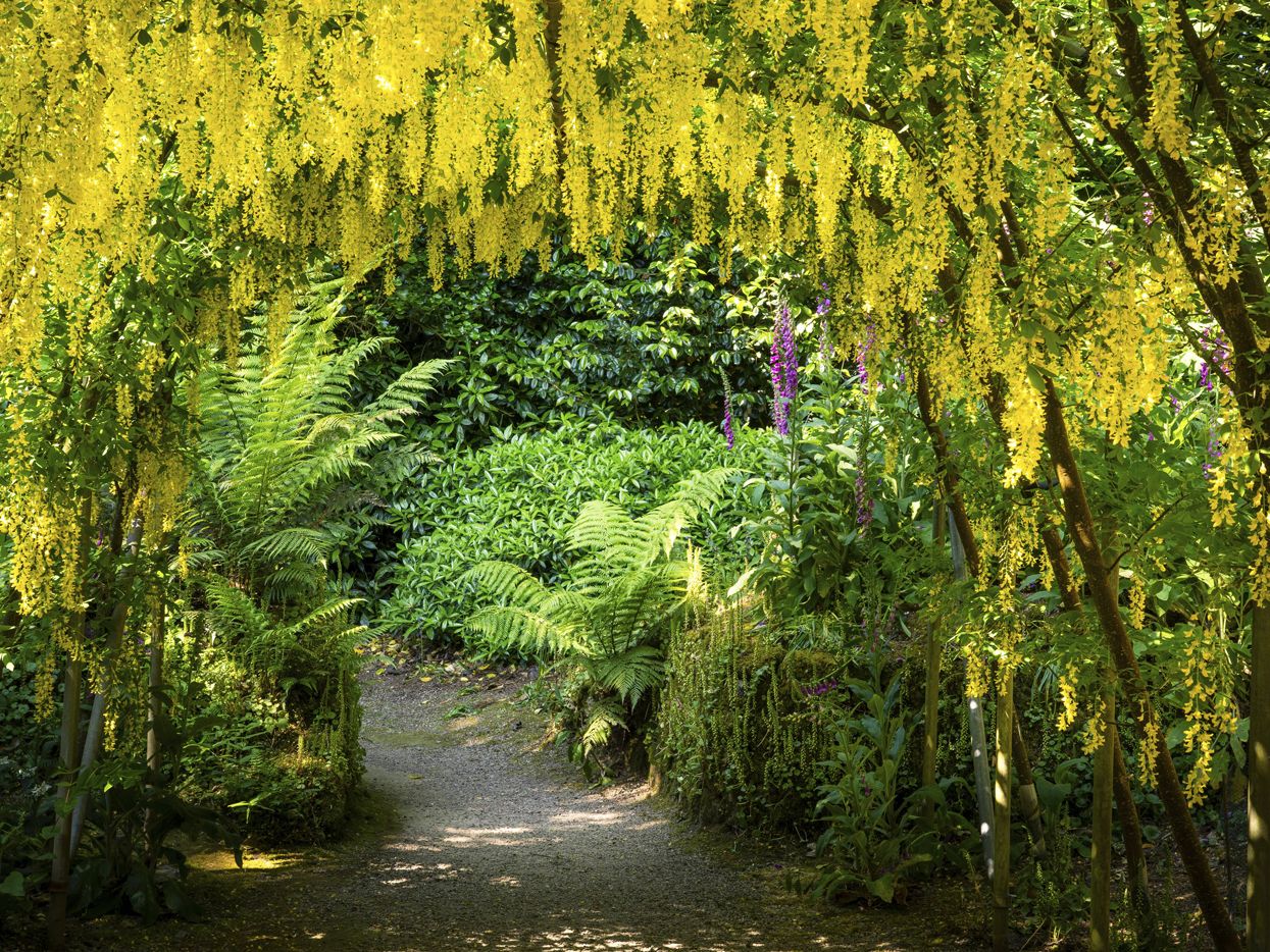 Trewidden House & Garden, Cornwall