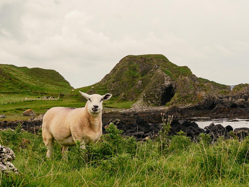 CausewayCoastalRoute_Sheep_Co_Antrim.jpg_TI72X99