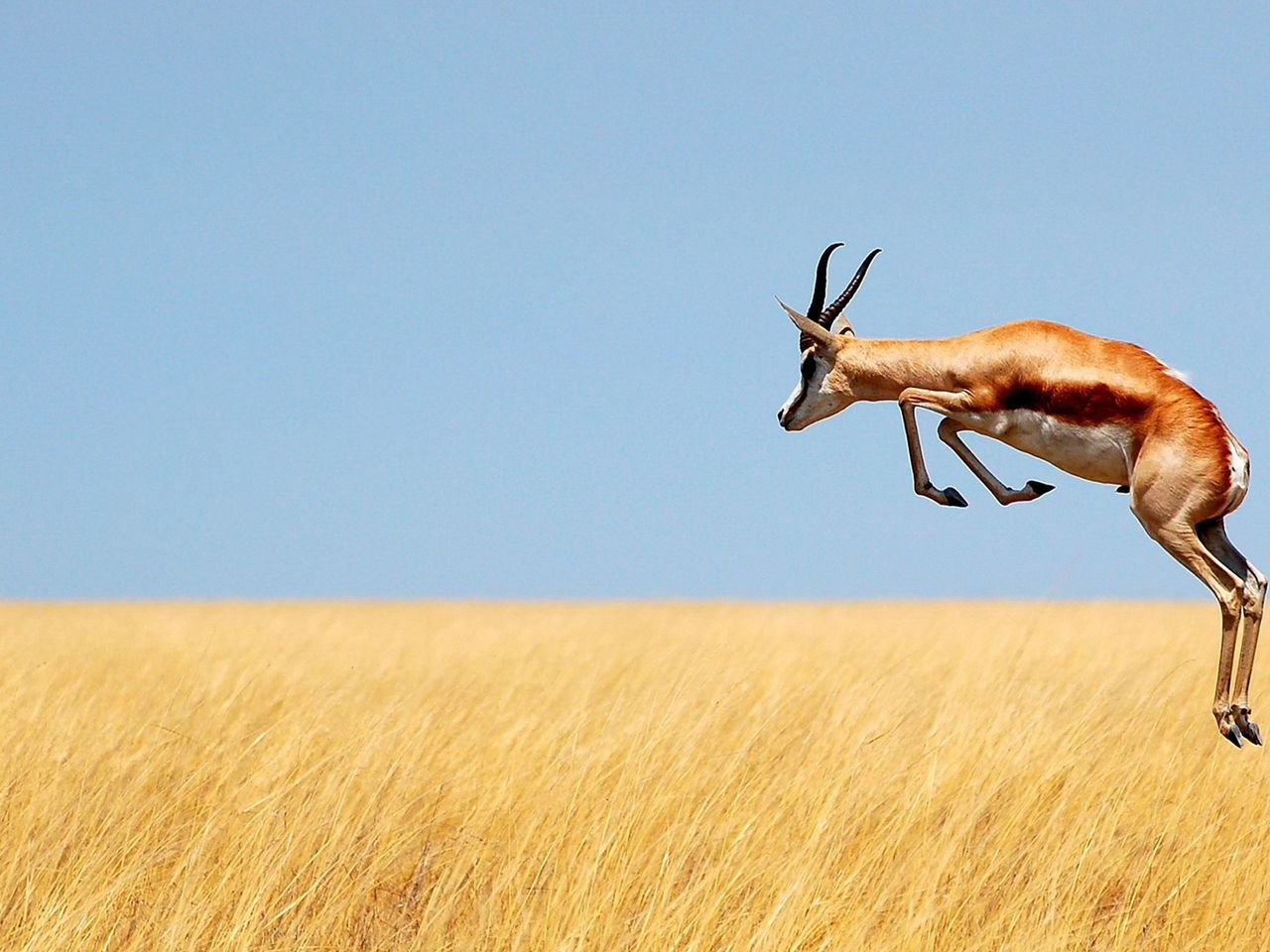 Ein Springbock im Etosha Nationalpark