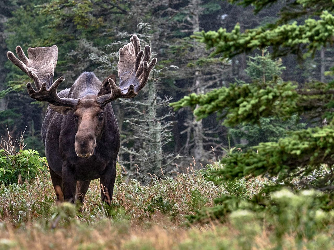 Elch im Cape Breton Highlands National Park in Nova Scotia, Kanada
