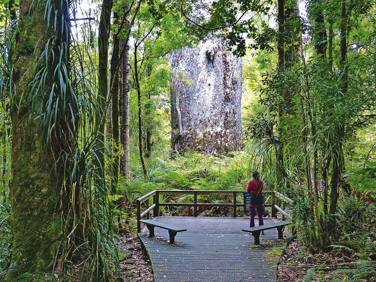 Waipoua Forest