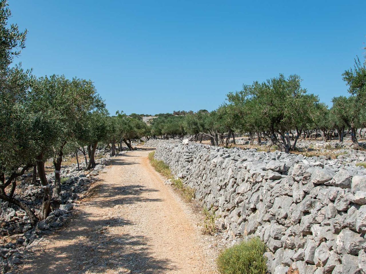 Olivenbäume auf Cres, Kroatien