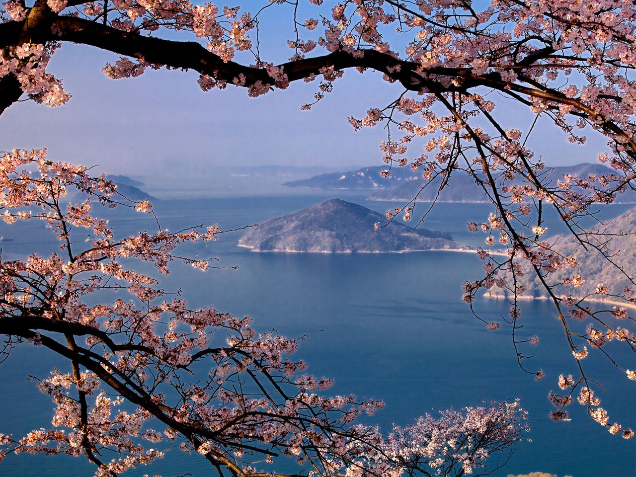 Blick aufs Seto-Binnenmeer vom Shiudeyama, umrahmt von Kirschblüten