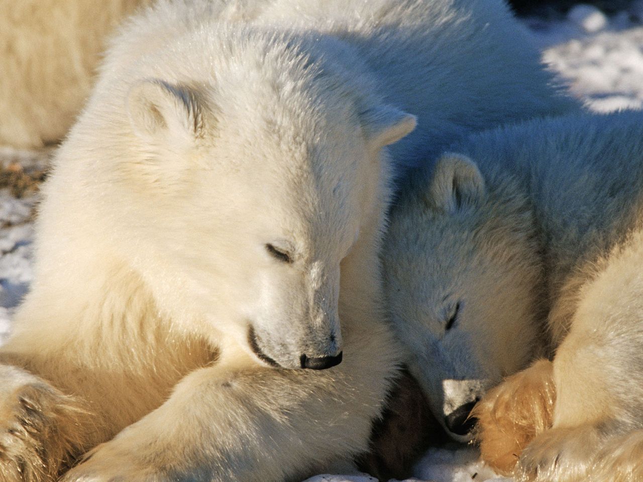 Kleine Eisbären, die kuscheln, Hudson Bay in Kanada