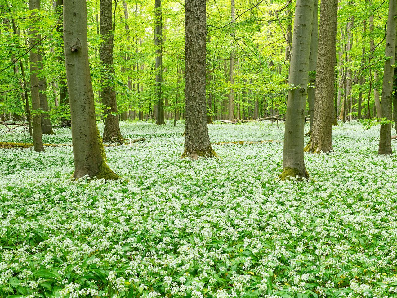 Blühender Bärlauch im Nationalpark Hainich, Thüringen