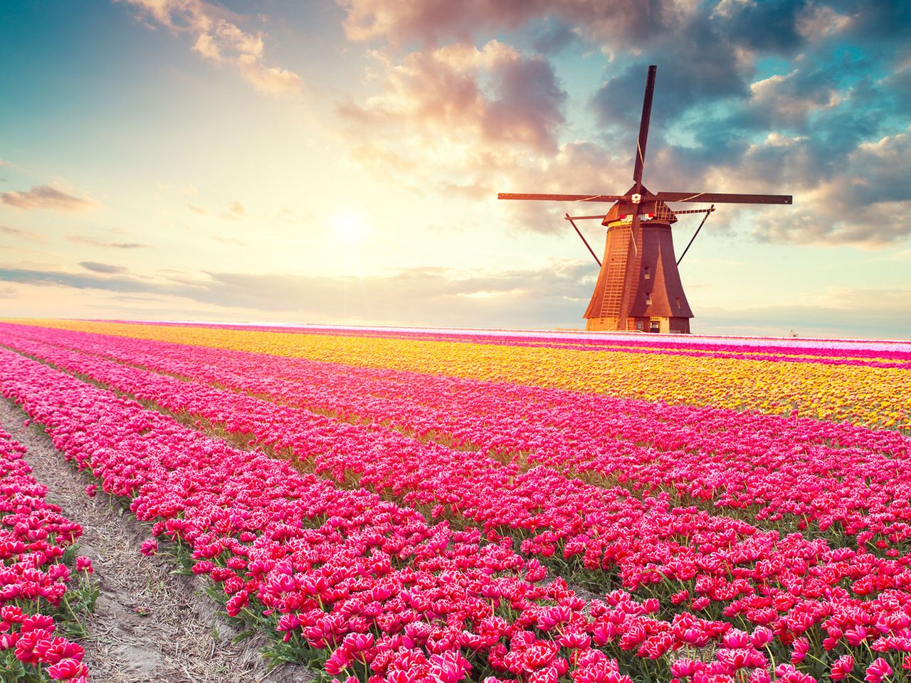 Windmühle auf einem Tulpenfeld in Holland