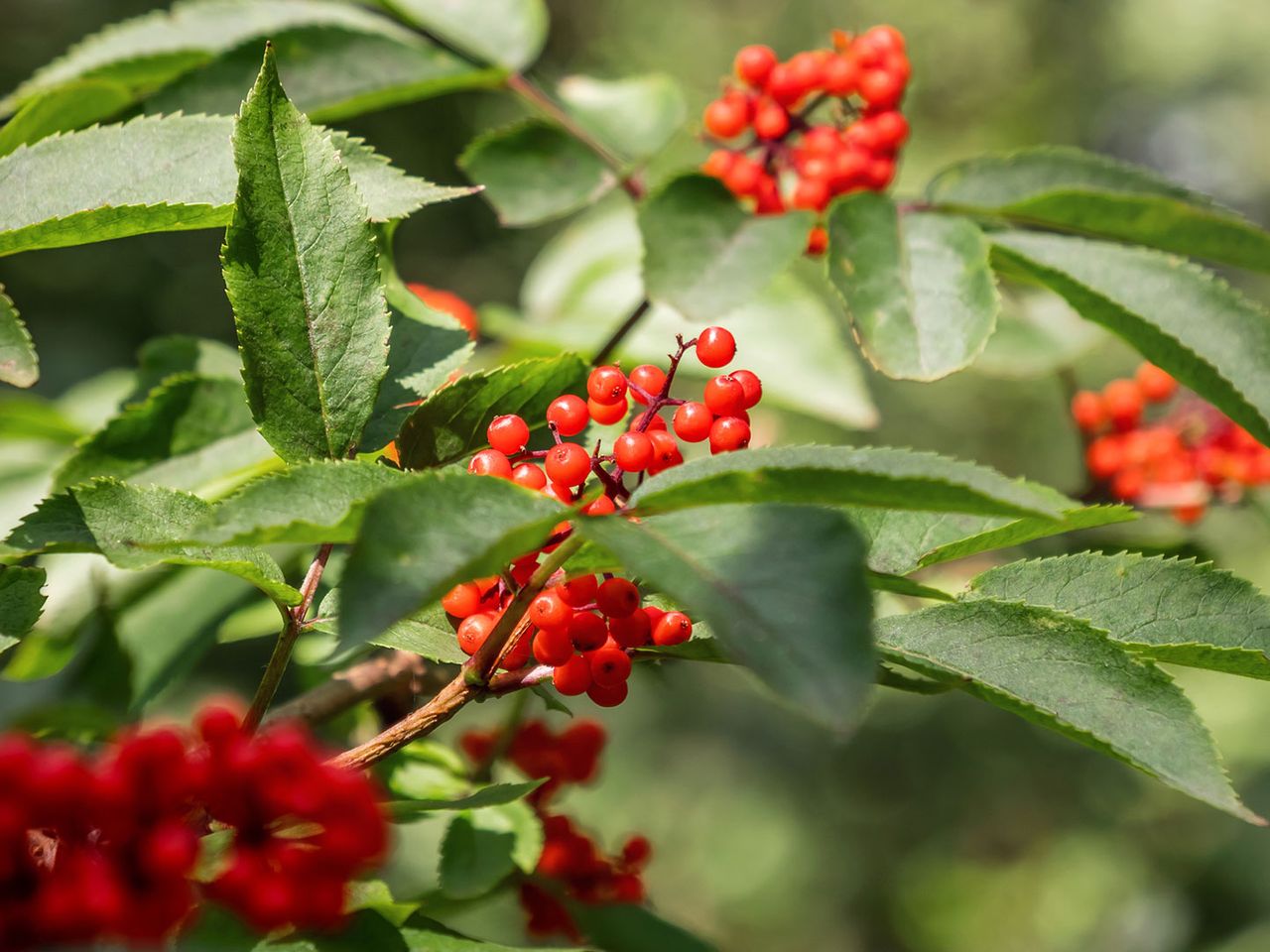 Maulbeeren im Hofgarten der Festung Königstein