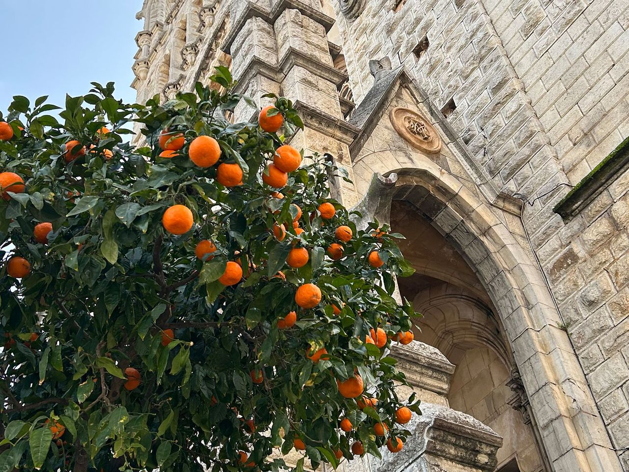 Orangen in Sóller, Kirche Sant Bartomeu im Hintergrund