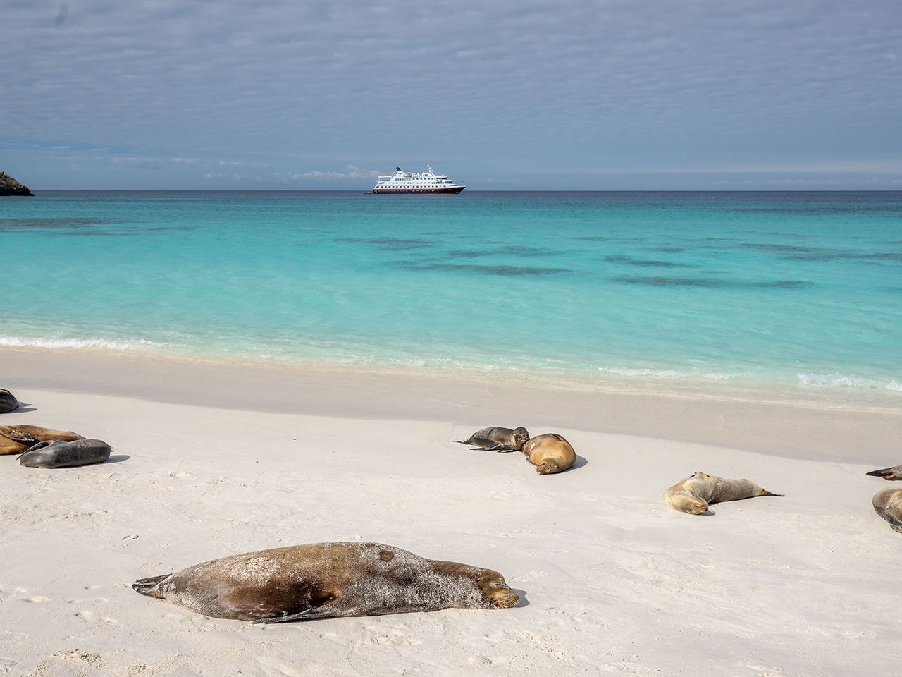 Seelöwen liegen am Strand der Insel Española, im Hintergrund ein Kreuzfahrtschiff