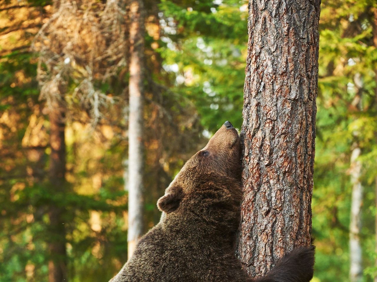 Ein Braunbär kratzt sich an einem Baumstamm