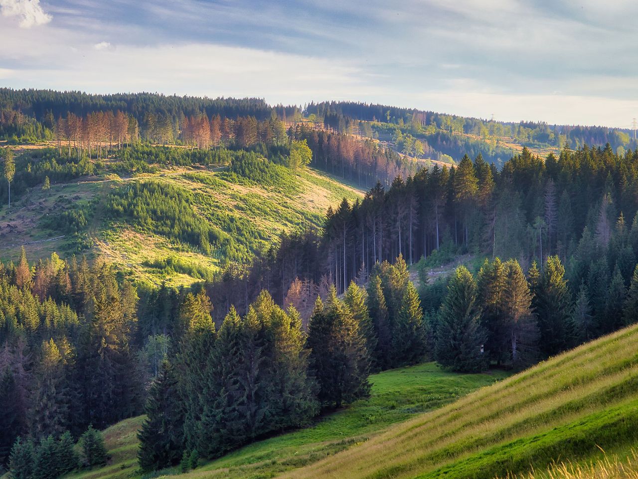 Rennsteig Thüringen, Blick auf Bäume