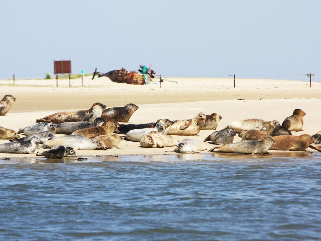 Seehunde rasten auf einer Sandbank vor Norderney