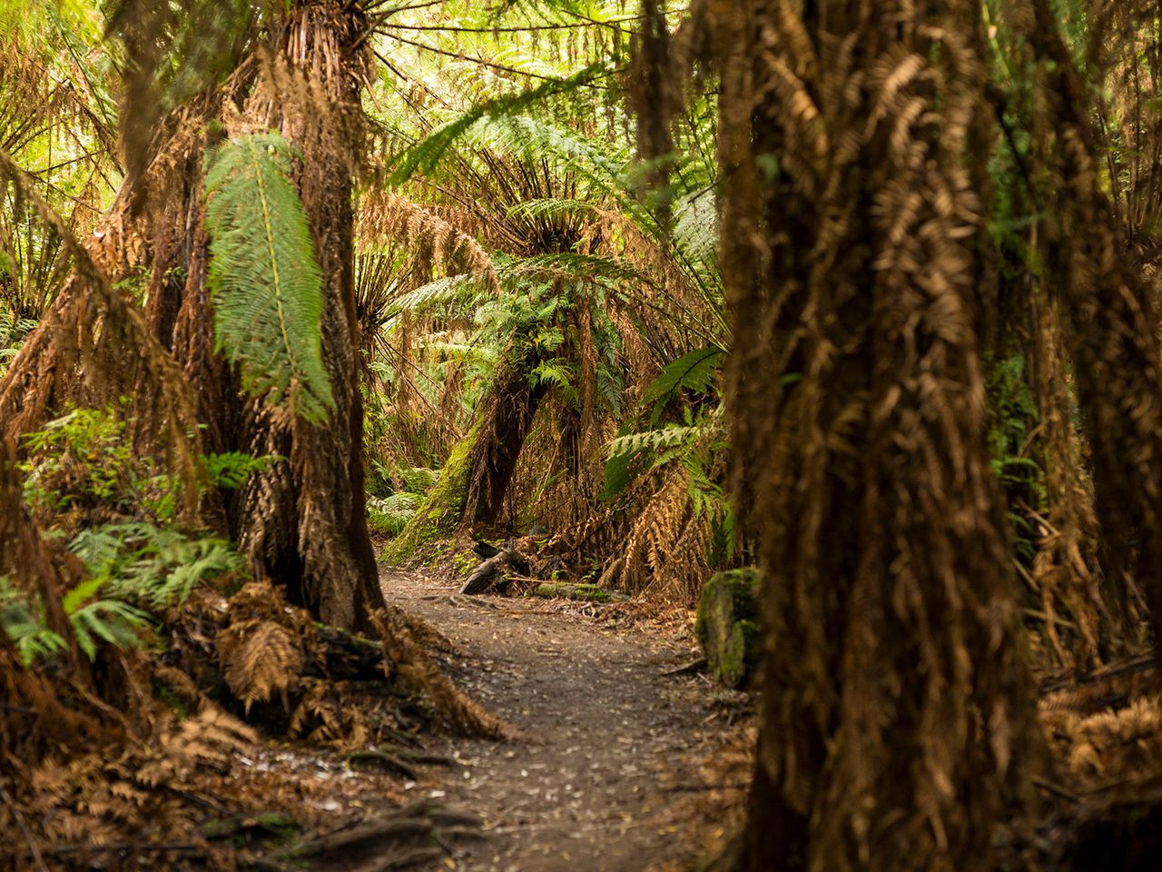 Rainforest Otway National Park, Victoria, Australien