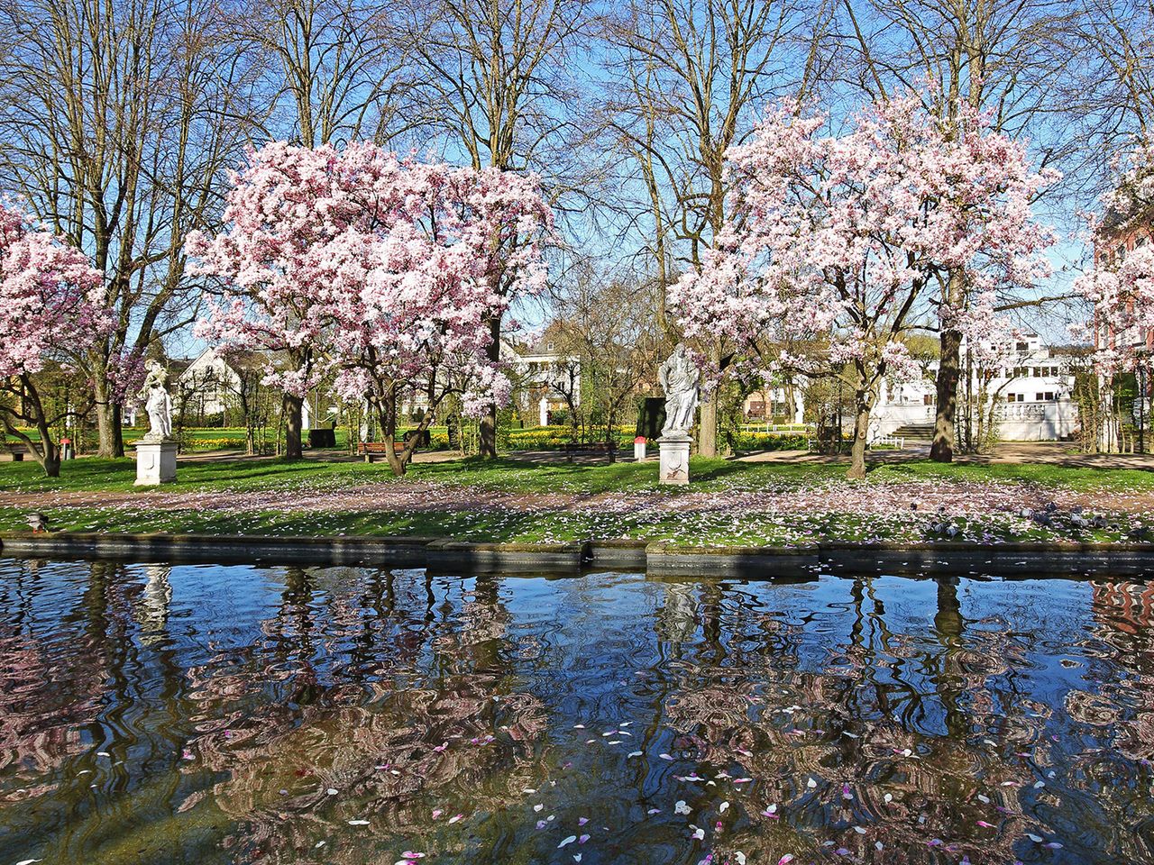 Magnolien Palastgarten in Trier, Rheinland-Pfalz