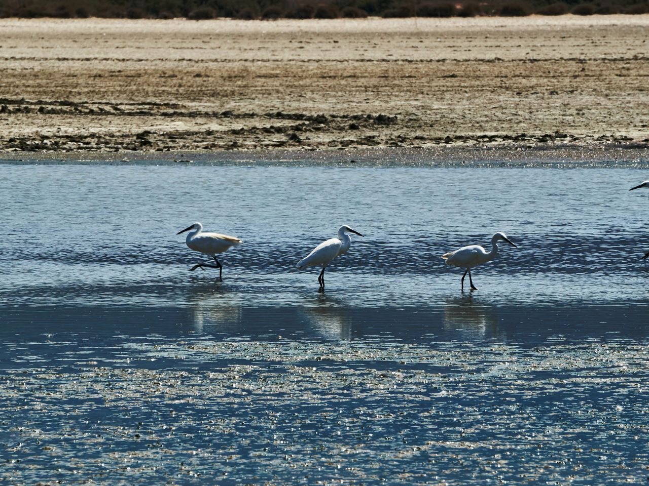 Vögel auf dem Salzsee Alikes, Kos