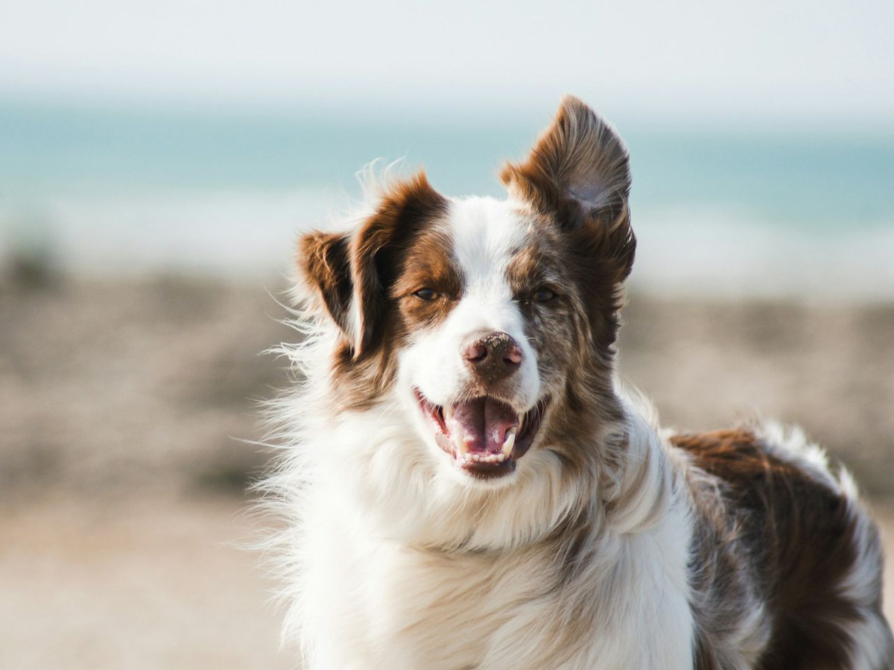 Hund im Urlaub am Strand