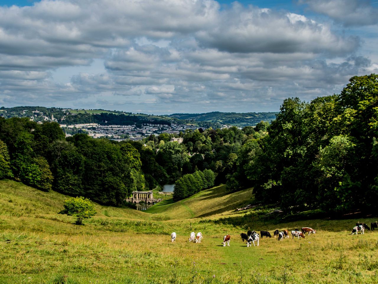 Rinder und Palladium Bridge im Prior Park Landscape Garden, Bath