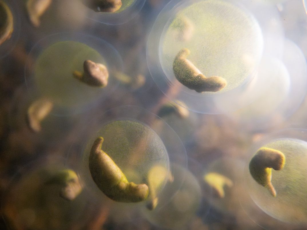 Galactic Amphibiospawn, World Nature Photography Awards