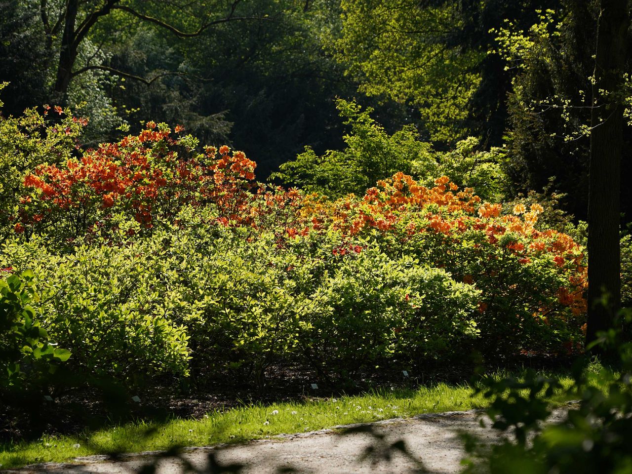 Rhododendron-Park Bremen