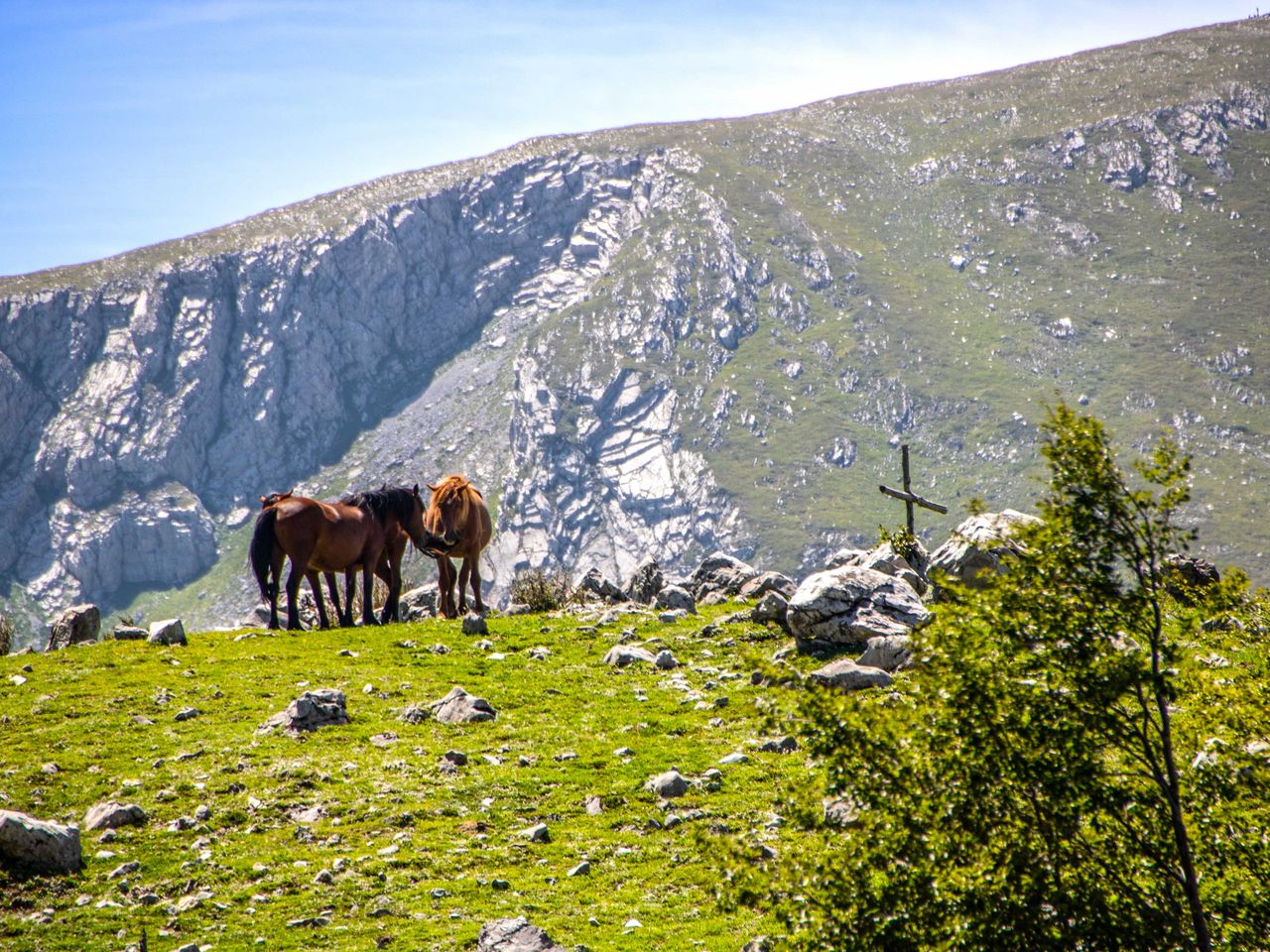 Pferde im Pollino-Nationalpark, Kalabrien