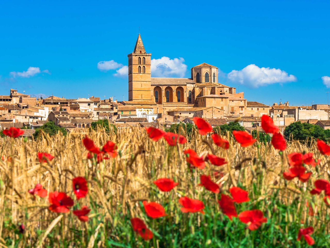 Mohnblumenfeld vor Sineu, Mallorca