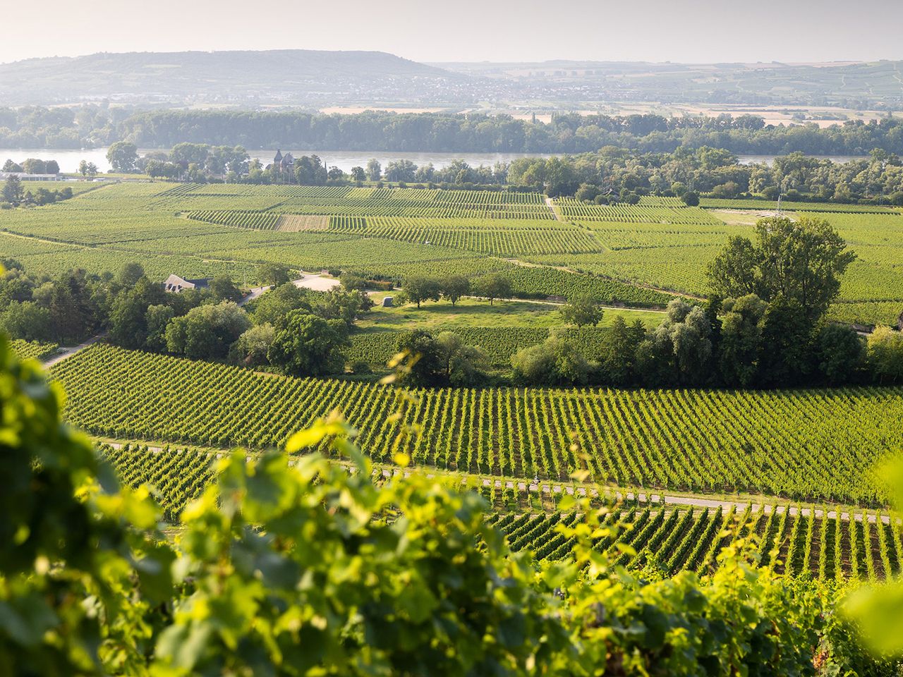 Flötenweg im Rheingau