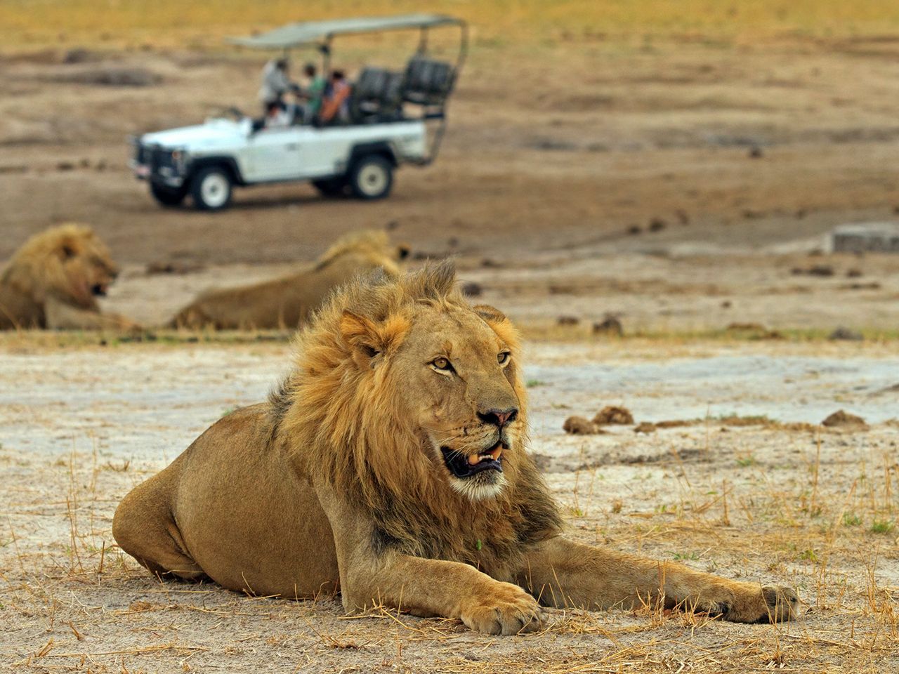 Löwe im Hwange Nationalpark
