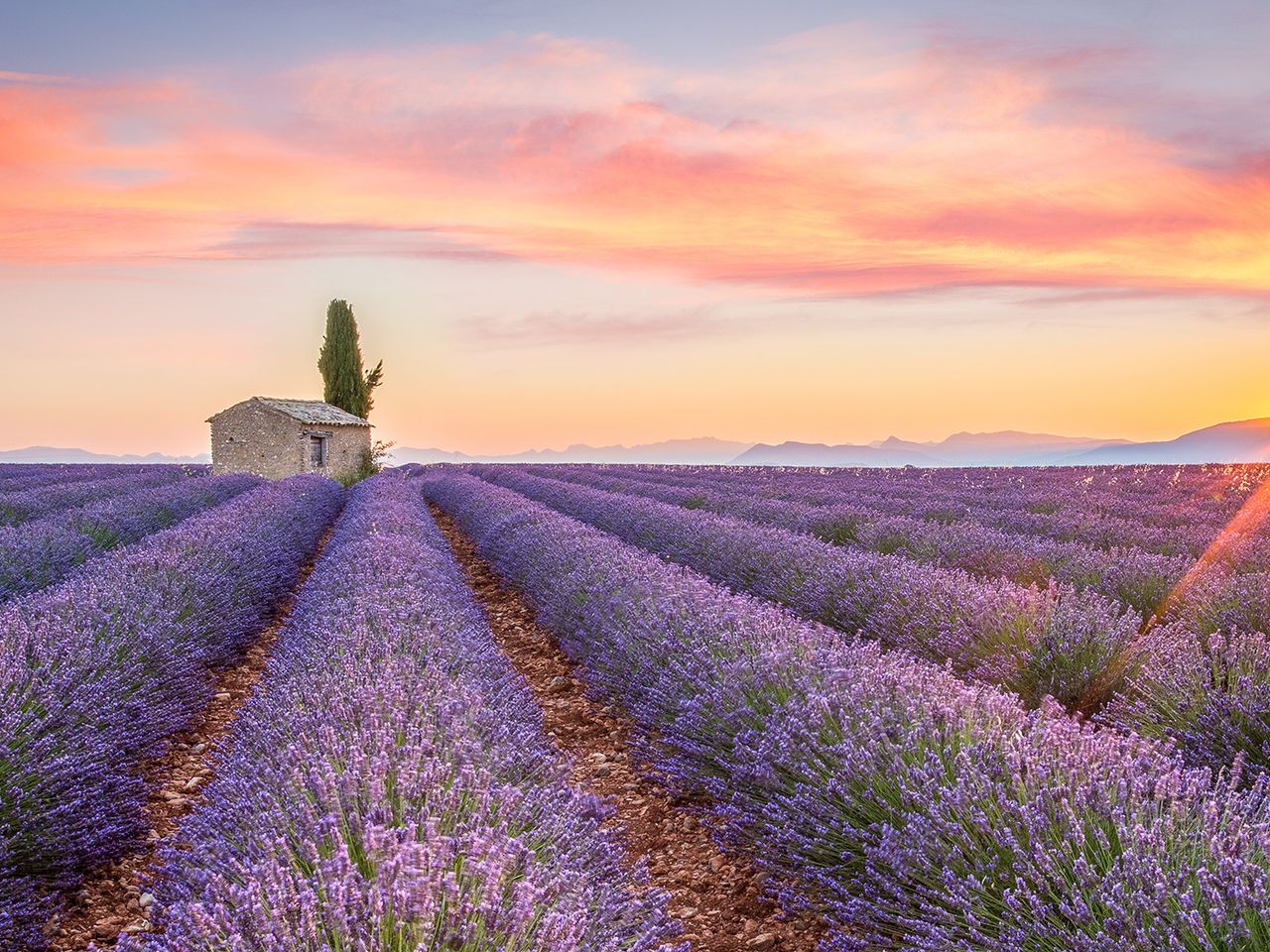 Lavendel in der Provence bei Sonnenaufgang