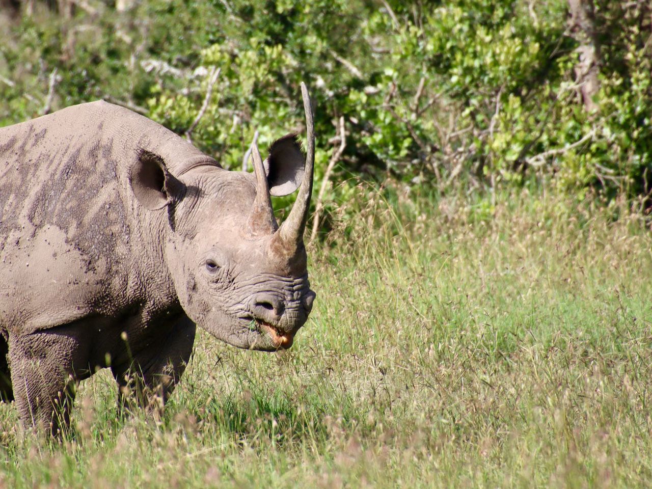 Kenia Mount Kenya Nashorn