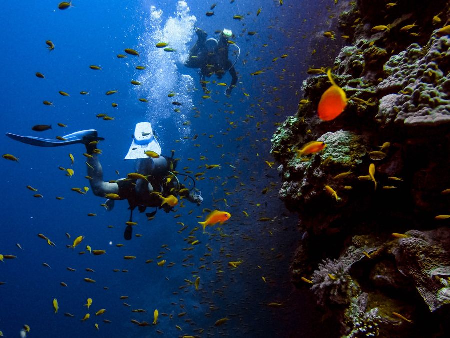 Tauchen im Roten Meer vor Ägypten