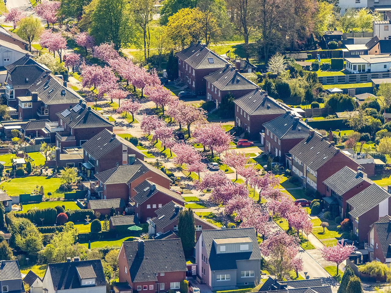 Kirschblüte in Hamm, NRW