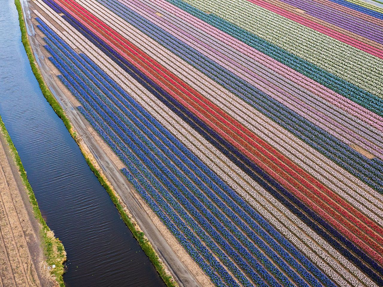 Drohnenaufnahme vom Bollenstreek, Tulpenfelder in Holland