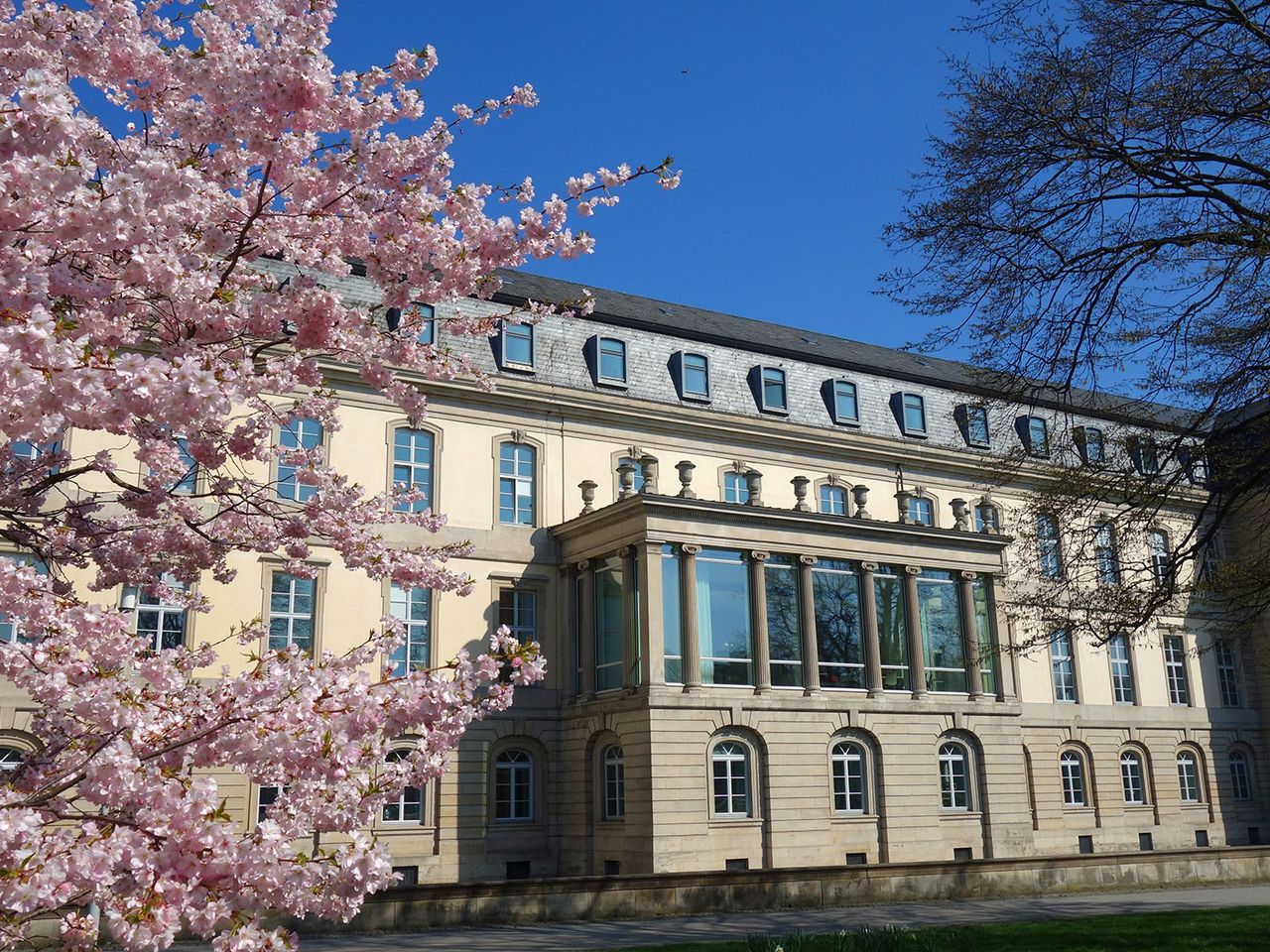Kirschen blühen vor dem Leineschloss in Hannover