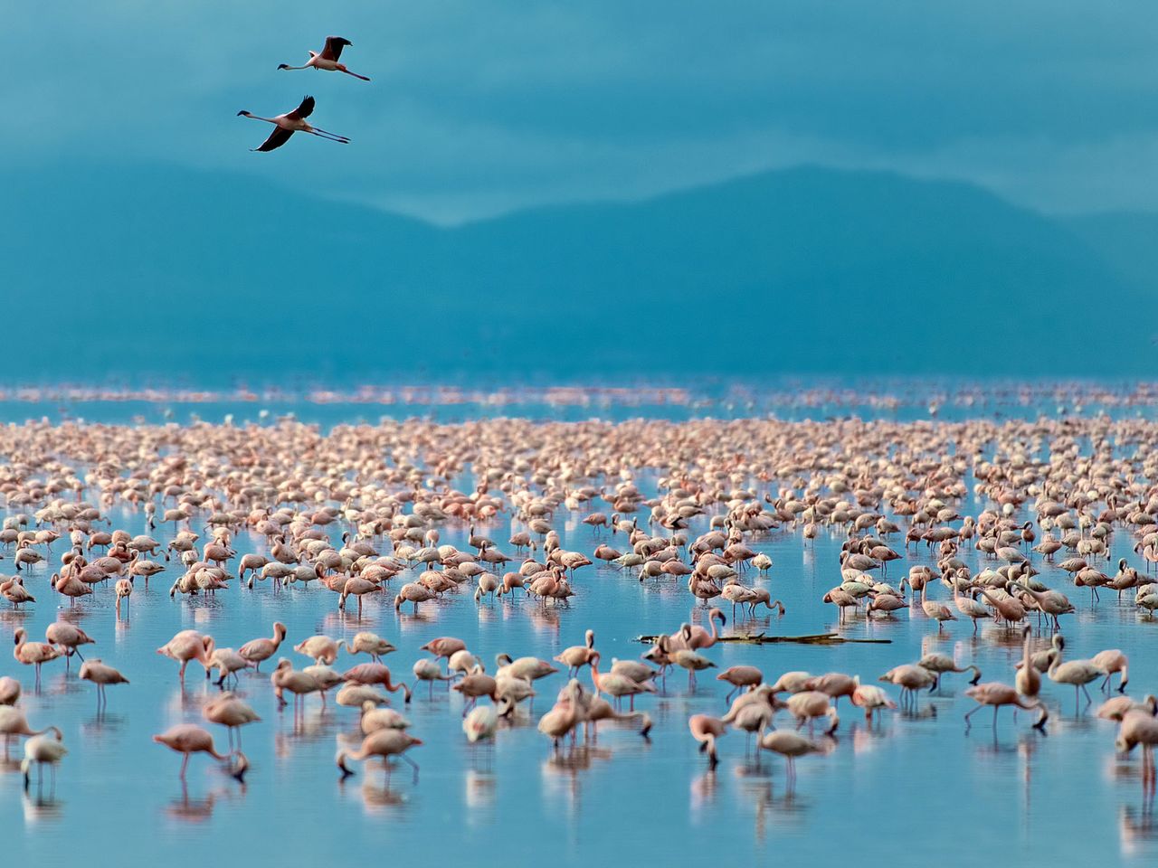 Lake Manyara, Nationalpark und See in Tansania, Flamingos