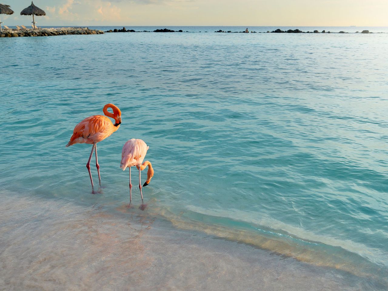 Flamingos auf der Karibikinsel Aruba