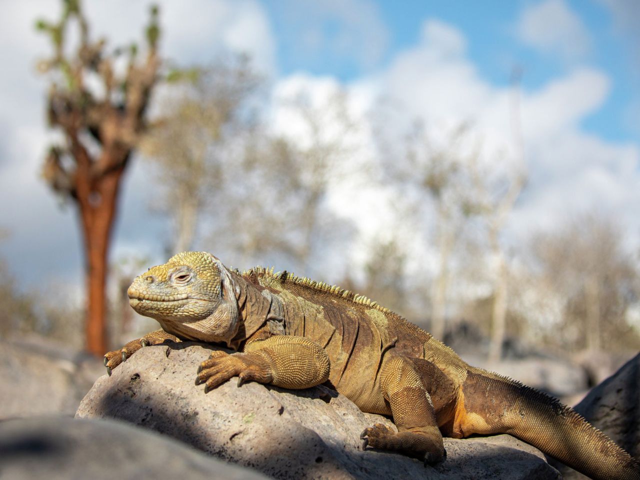 Leguan auf einer der Galápagos-Inseln 