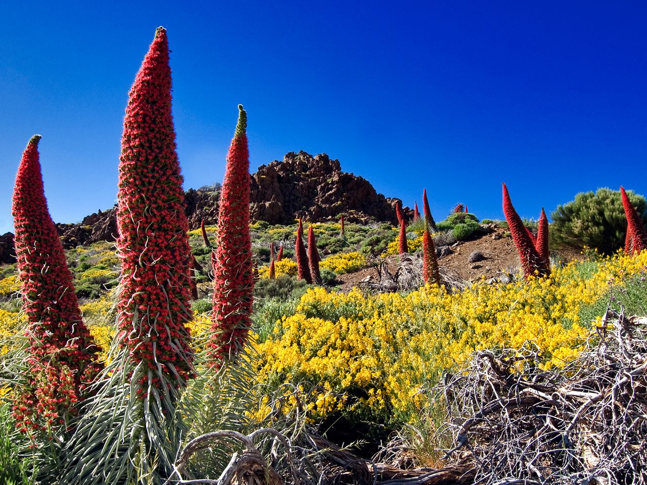 Rote Natternköpfe im Teide Nationalpark
