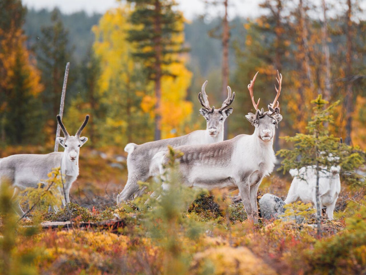 Rentiere im Pallas-Yllästunturi-Nationalpark, Finnland