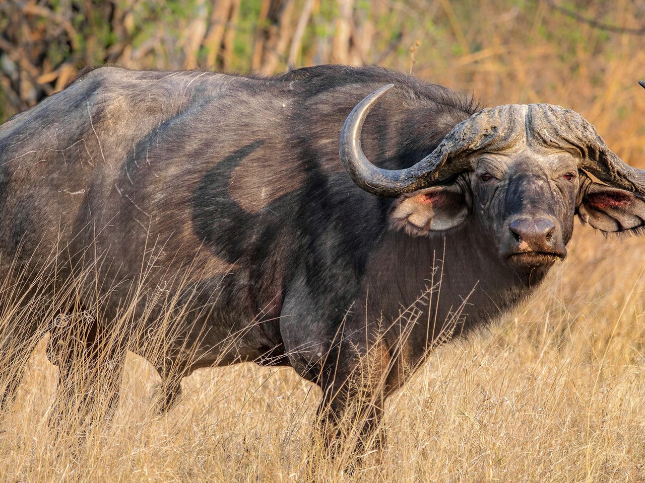 Afrikanischer Wasserbüffel in der Savanne