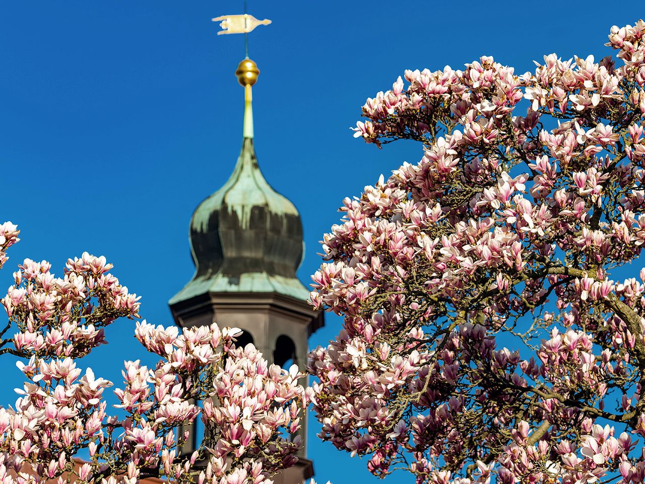 Magnolie am Rathausplatz von Stolpen, Sachsen