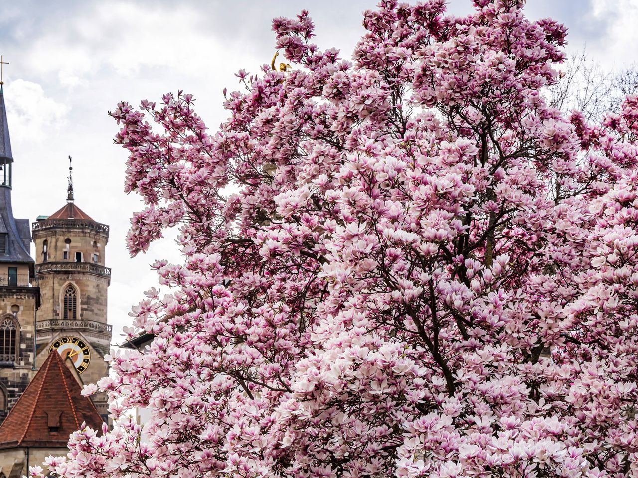 Magnolienblüte in der Stuttgarter Wilhelma