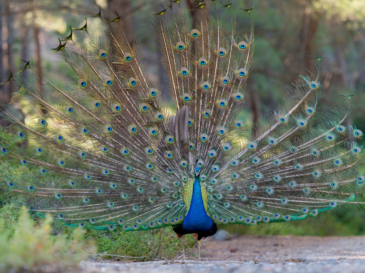 Pfau breitet sein Federkleid aus, Plaka Forest (Kos)