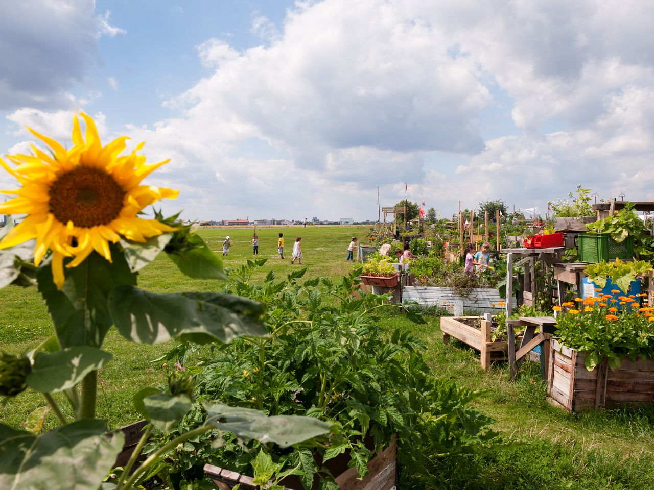 Urban Gardening auf dem Tempelhofer Feld, Berlin
