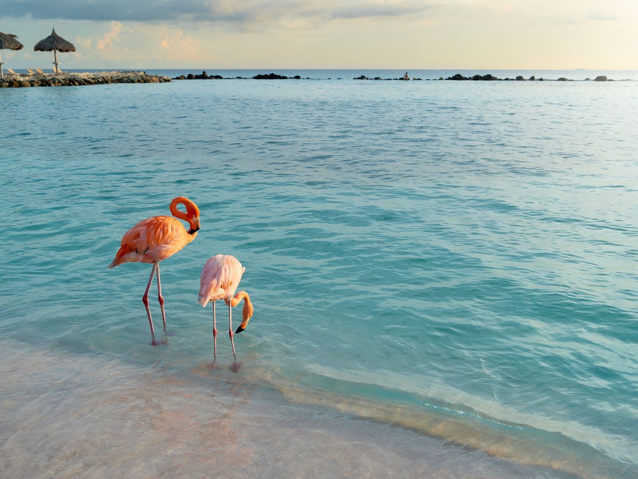 Flamingos auf Aruba