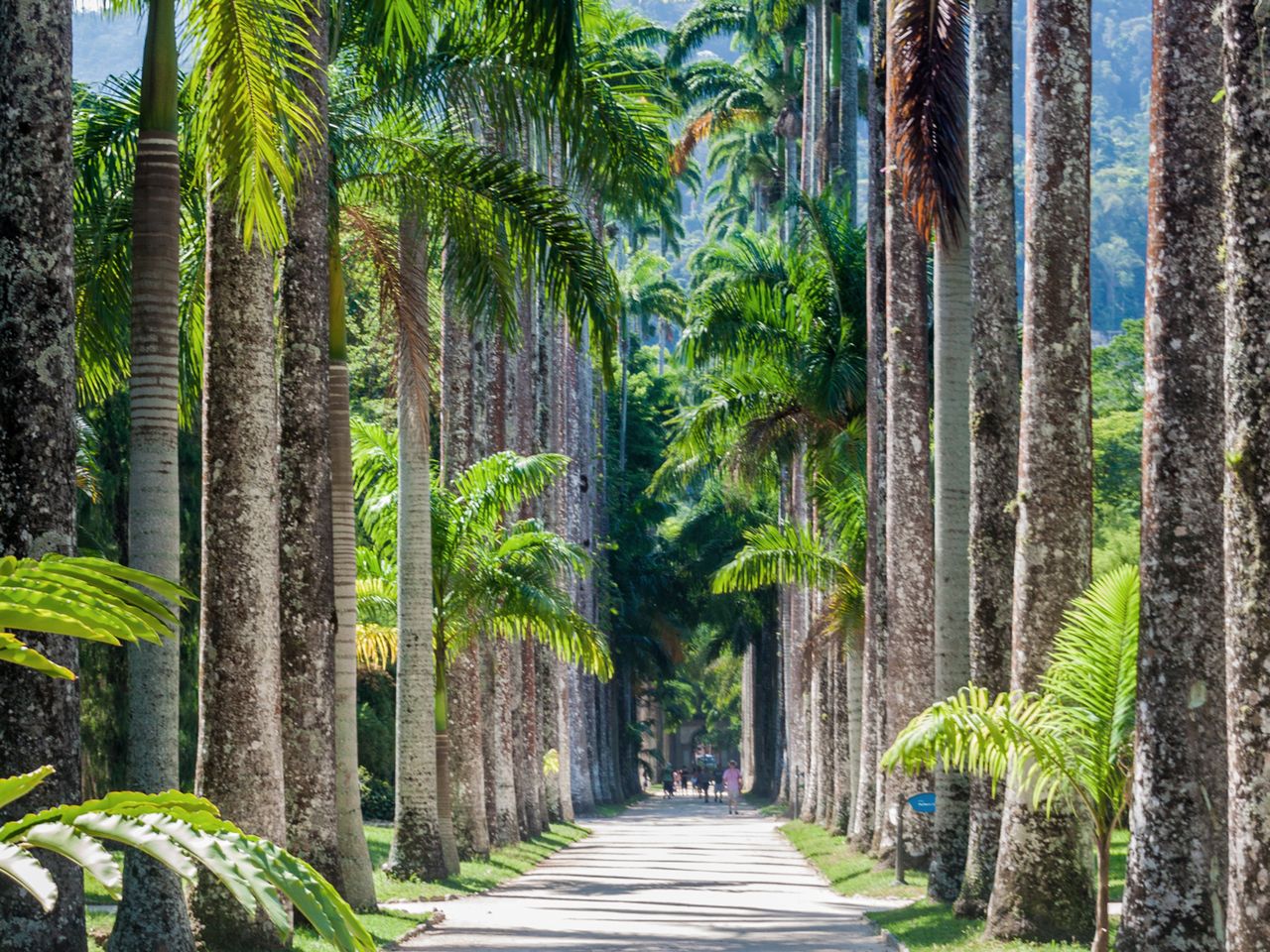 Palmenallee Jardim bot&acirc;nico do Rio de Janeiro