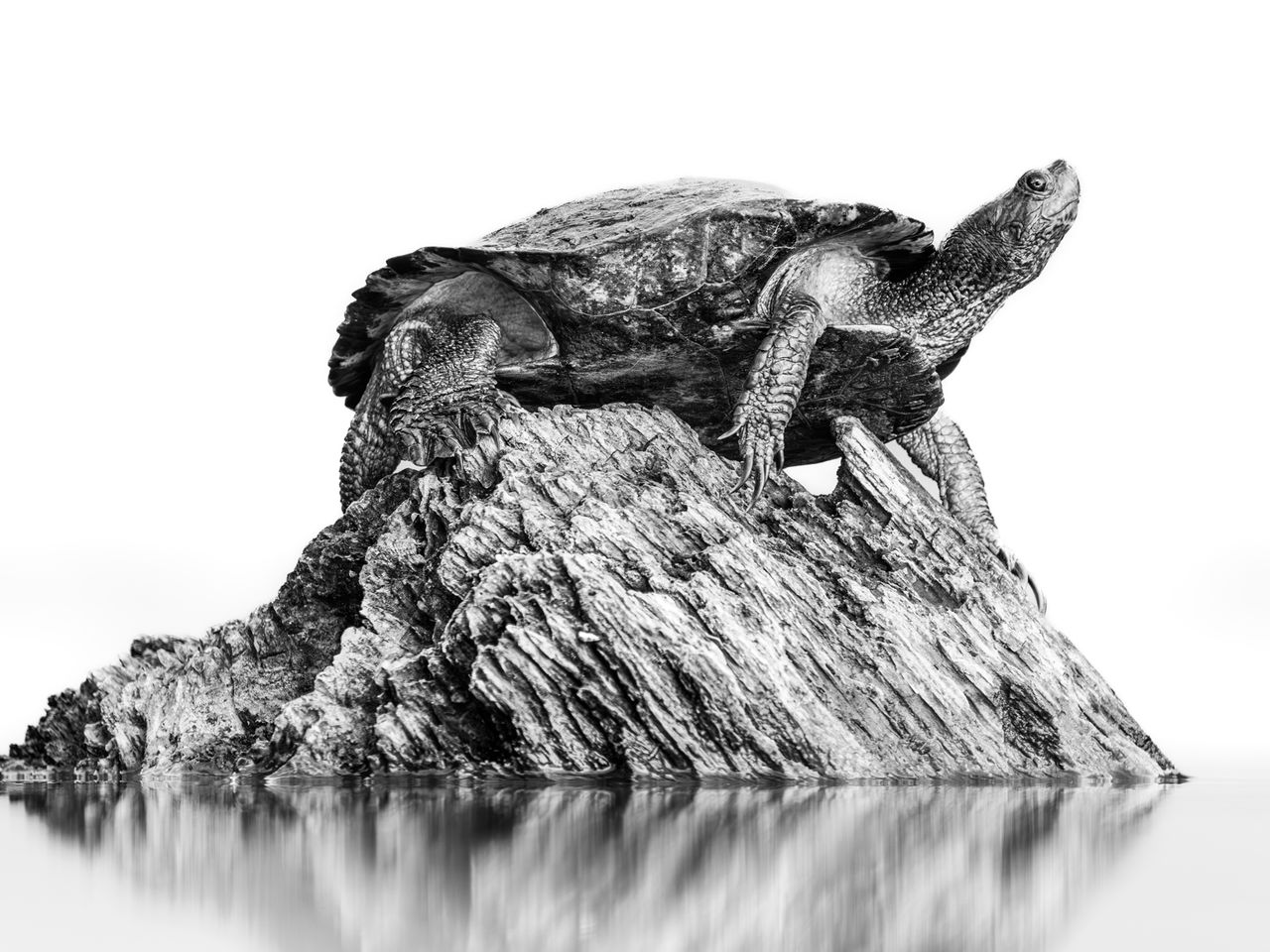 Buchstaben-Schmuckschildkr&ouml;te, Alabama